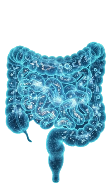 Gastrointestinal System